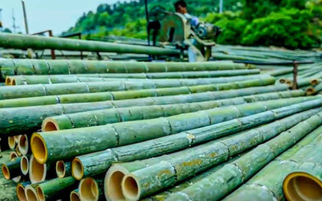 Bamboo stacked for processing