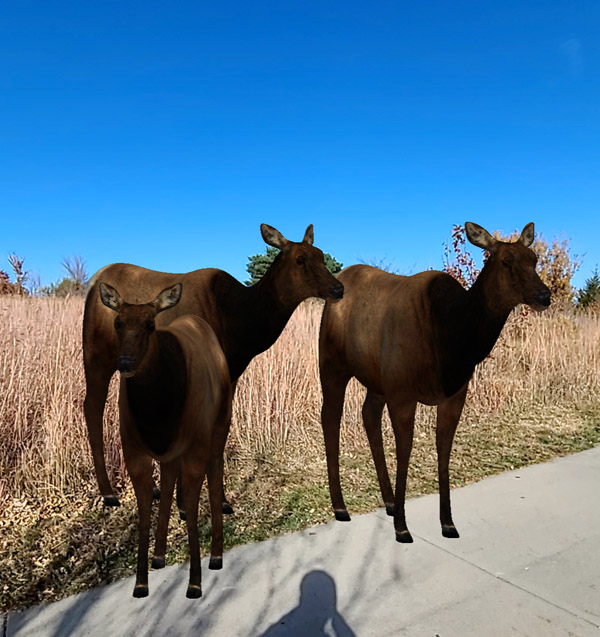 Augmented Aeality Elk Cows
